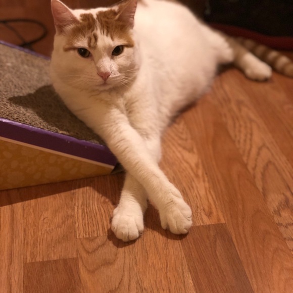 Meet your Posher, Maya - Picture 2 of 3